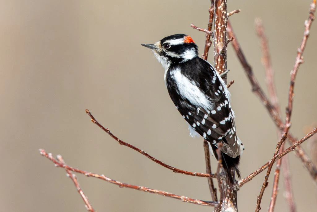 Downy Woodpecker resting on a tree branch in an outdoor setting