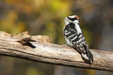 Downy Woodpecker resting on a tree branch in an outdoor setting