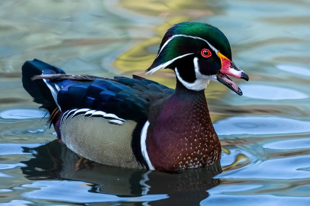 Male Wood Duck swimming in the body of water