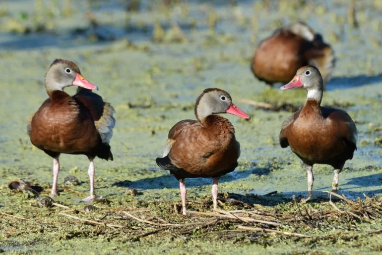 Ducks standing in the Wetlands