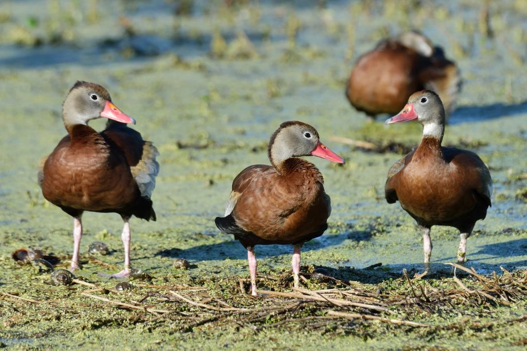 Ducks standing in the Wetlands