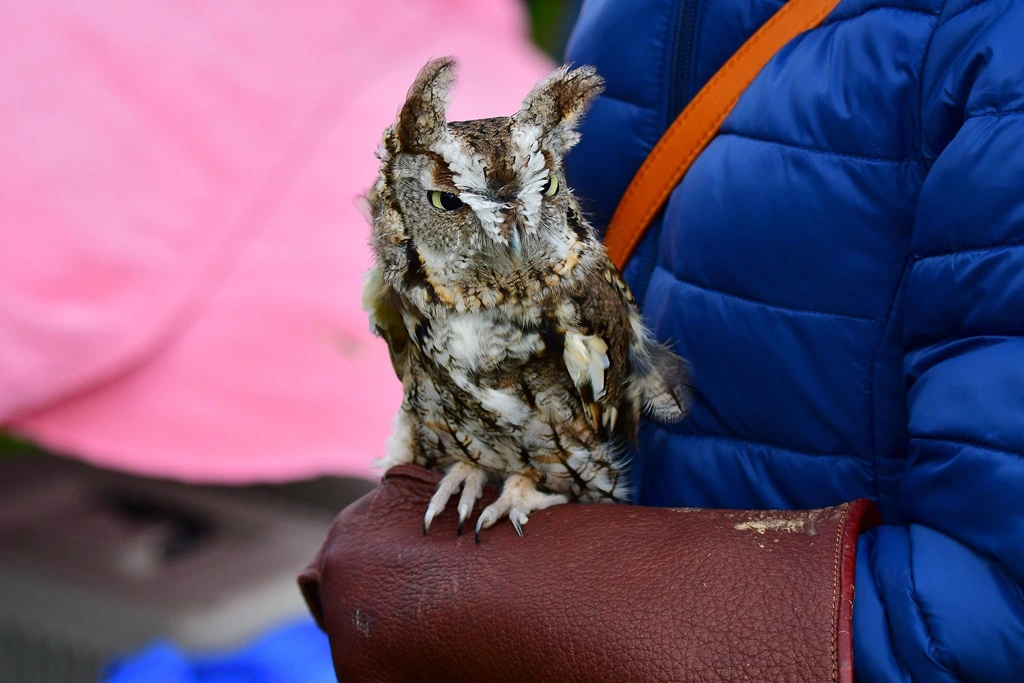 Eastern screech owl on the arms of a handler