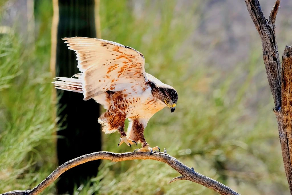 Ferruginous Hawk standing on a branch of a tree and preparing to fly