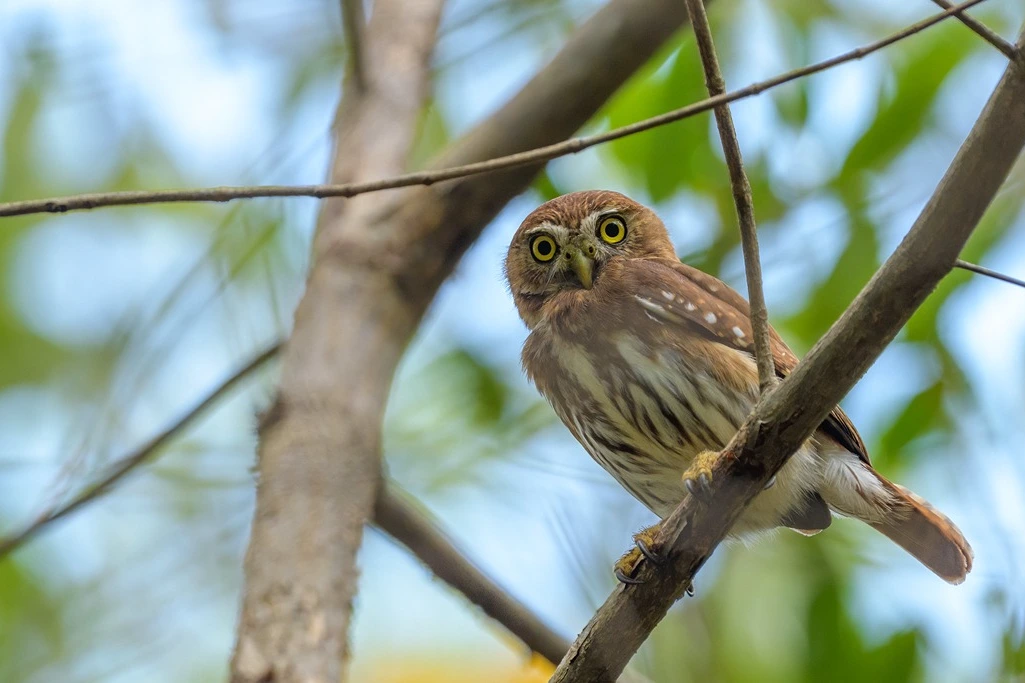 Ferruginous Pygmy Owl standing on a branch of a tree