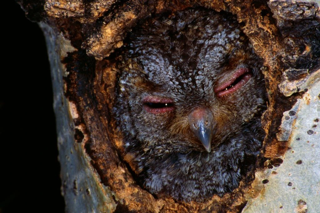 Flammulated Owl in a Nest Cavity