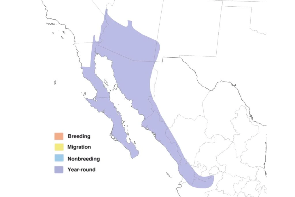 Gila Woodpecker Range Map