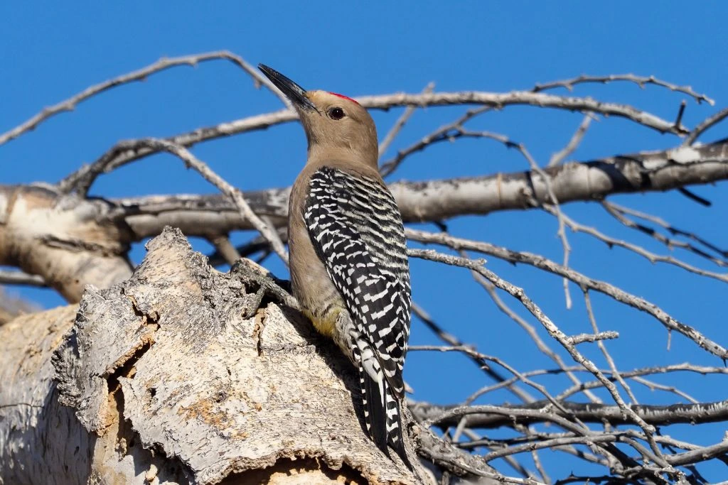 Gila woodpecker sitting on the decaying bark of a tree
