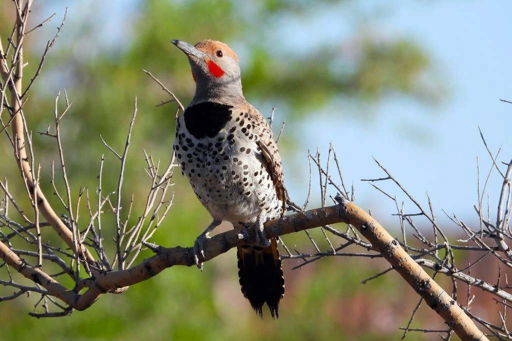 Gilded Flicker resting on a tree branch in nature