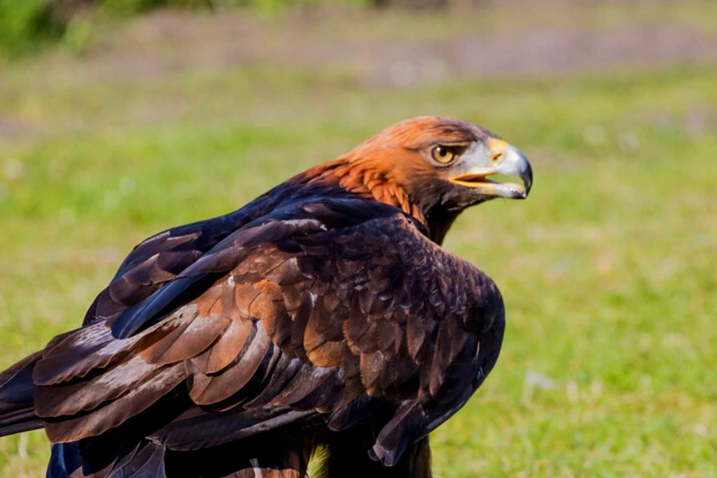 Golden Eagle resting outdoor with a green blurry background