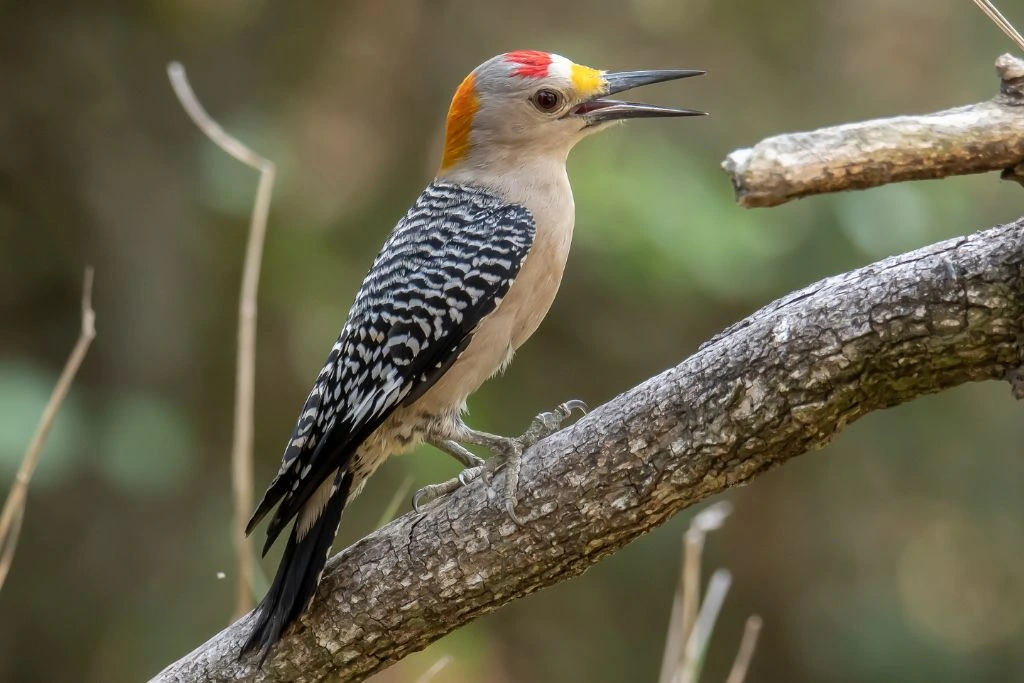 Golden-Fronted Woodpecker resting on a tree branch in an outdoor setting