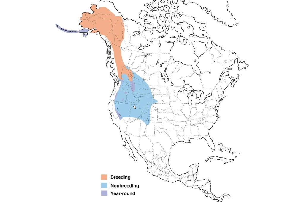 Gray-Crowned Rosy-Finch Range Map