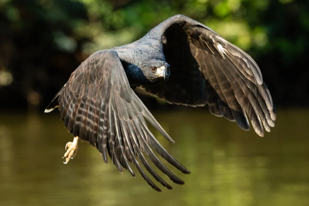 Great Black Hawk flying above the body of water