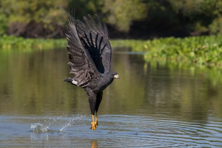 Great Black Hawk catches a fish in the body of water