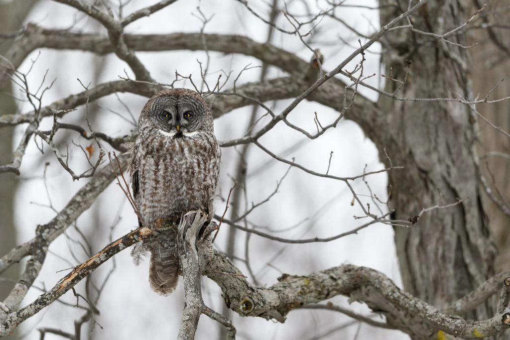 Great Gray Owl resting on a tree branch in nature