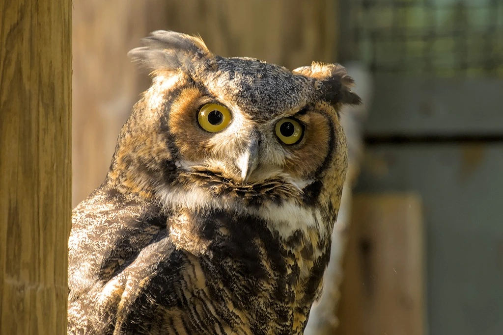 Great Horned Owl  standing on a branch while staring 