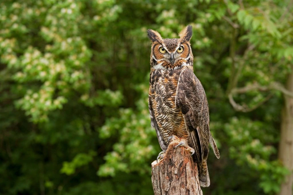 Great Horned Owl standing on the broken tree trunk