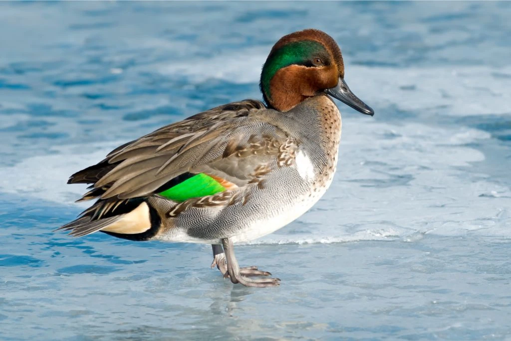 Green-winged Teal standing near the shore