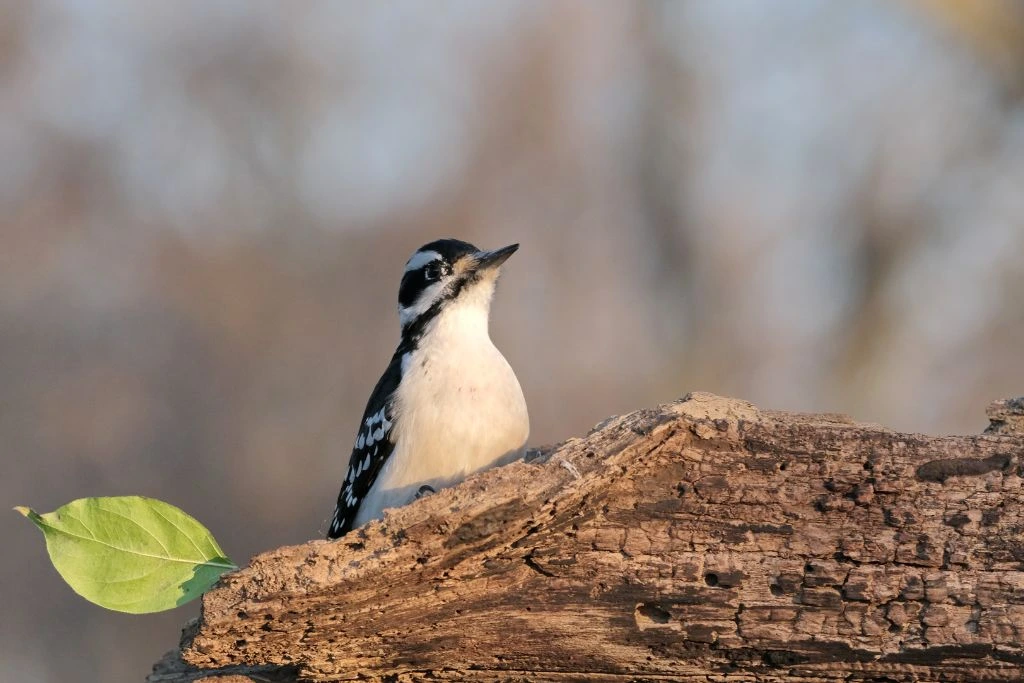 Hairy Woodpecker resting on a decaying wood