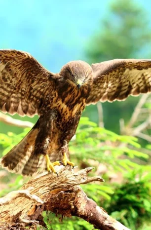 13 Hawks Found in California