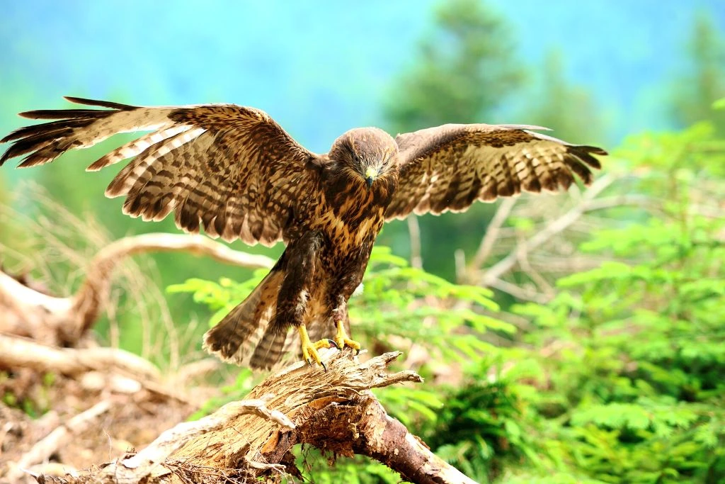 Hawk standing at a branch of a tree while spreading its wings