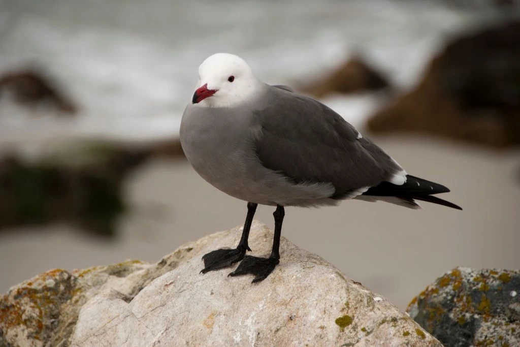Heermann’s Gull standing on a rock