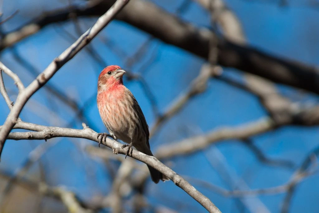 House Finch perched on a tree branch