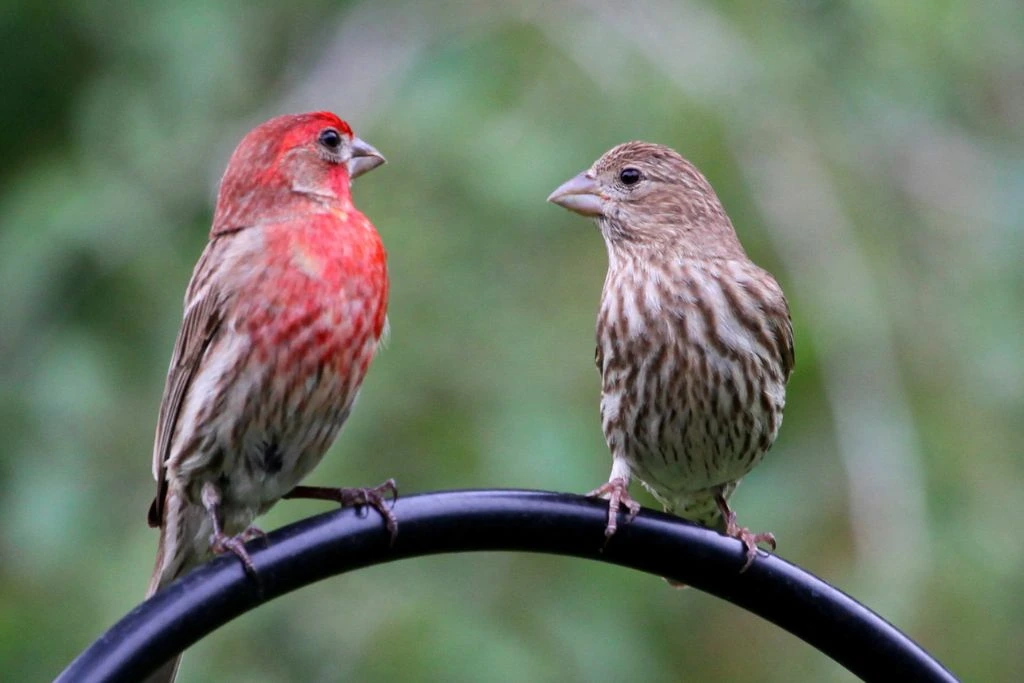 couple of house finch perched on a tree branch