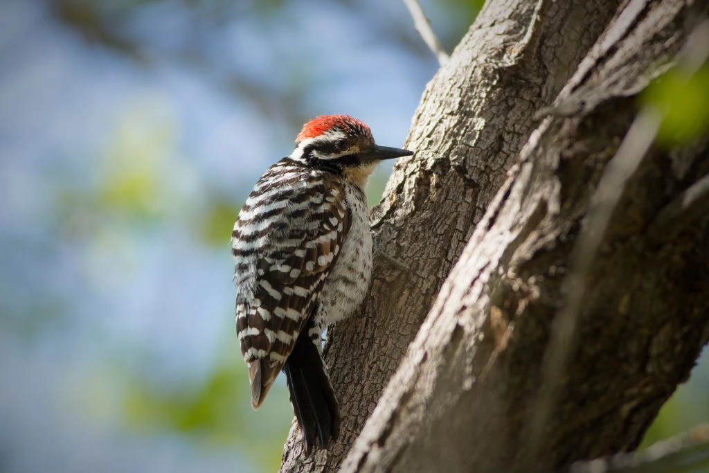 Ladder-Backed Woodpecker resting on a tree branch in an outdoor setting