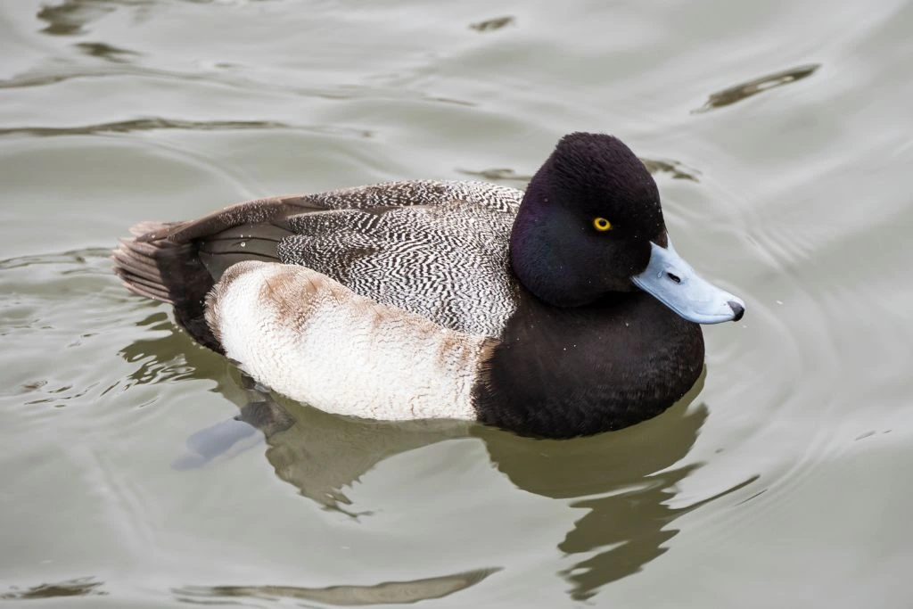 Lesser Scaup swimming in the body of water
