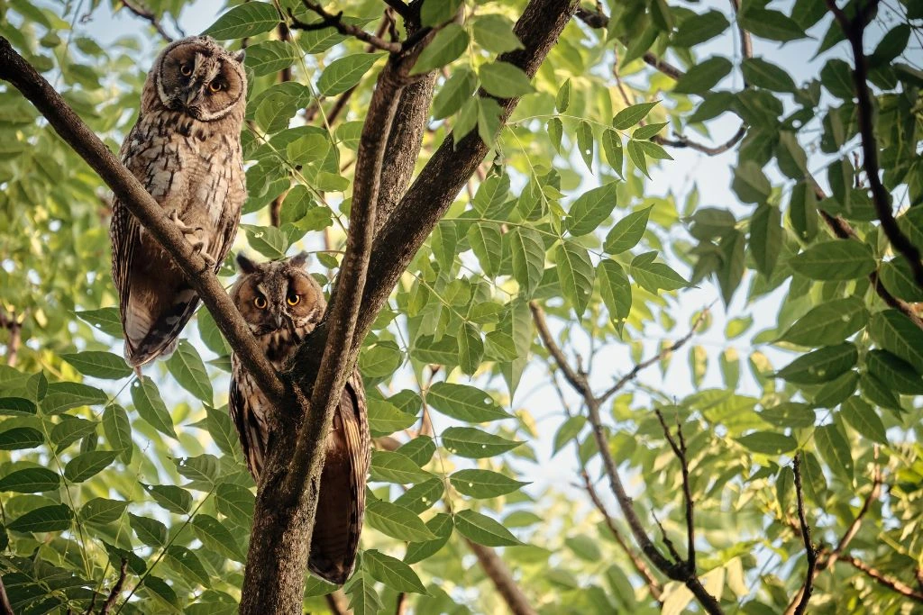 Long-Eared Owls resting on a tree branch in nature