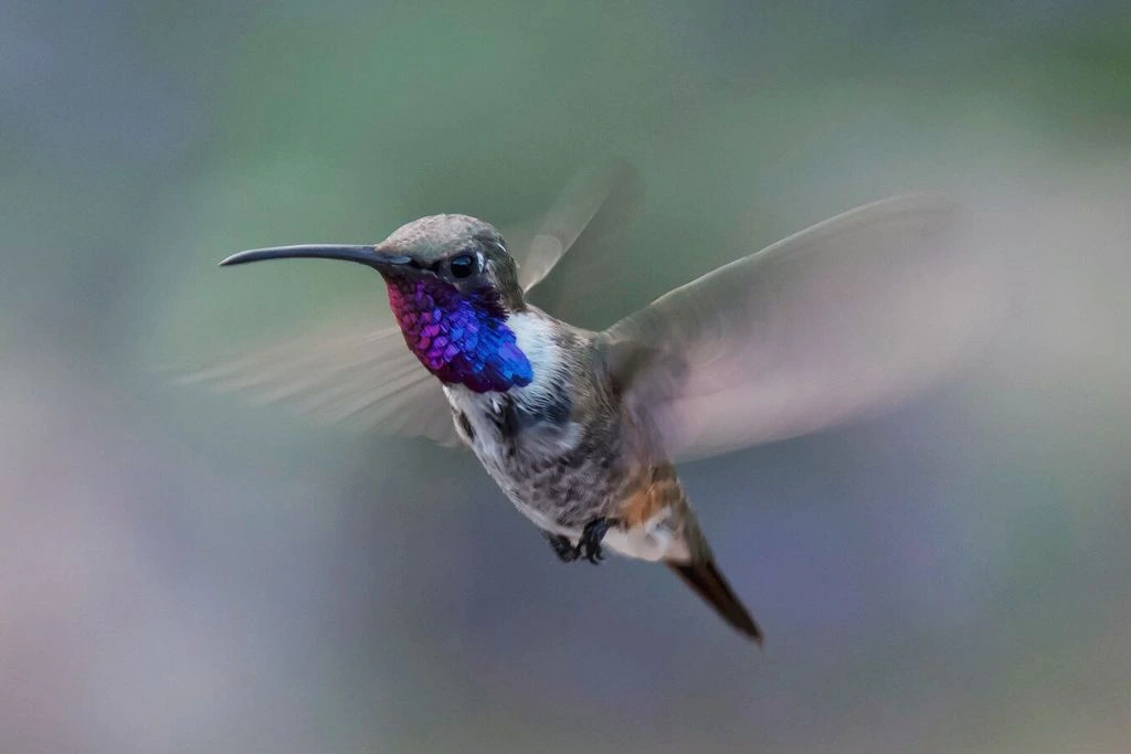 Lucifer Hummingbird flying mid air on a blurry background