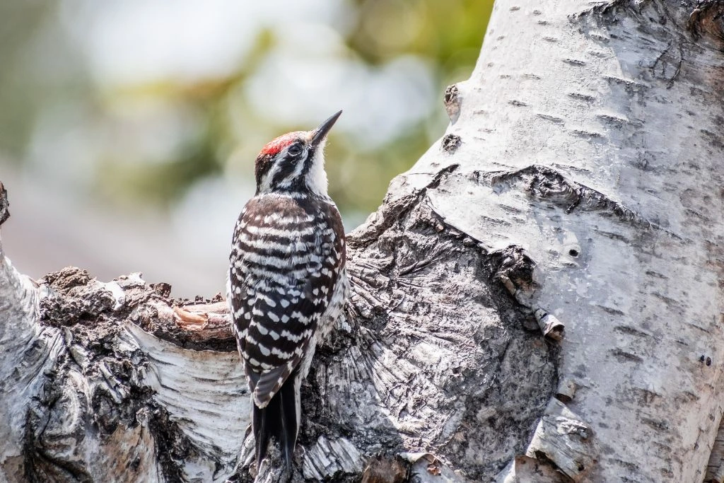Nuttall's Woodpecker resting on a trunk of a tree