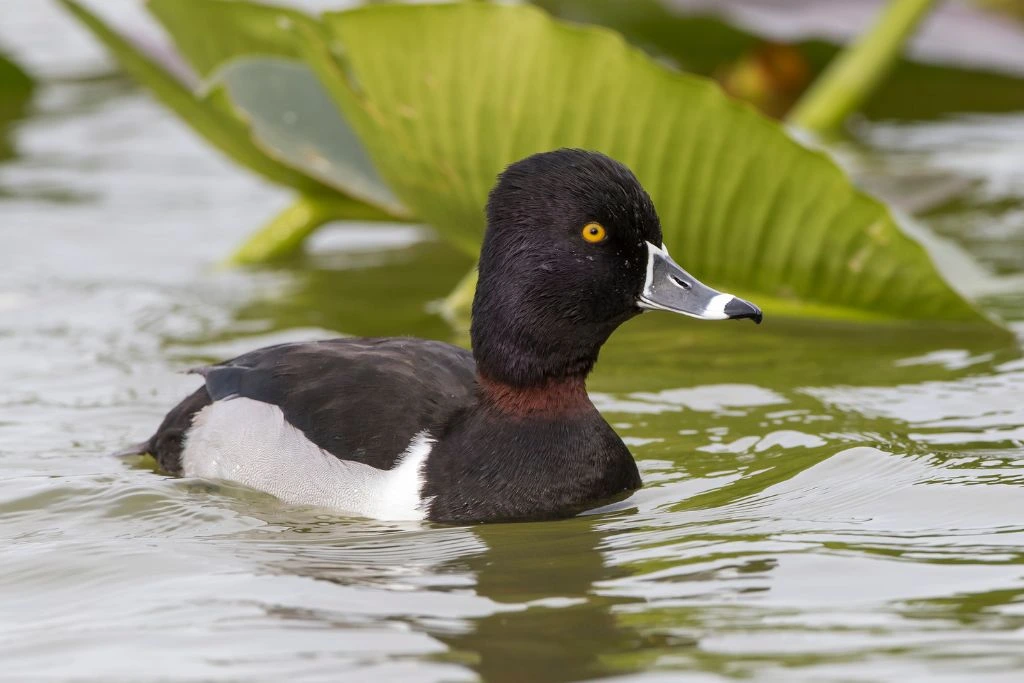 Male Ring Necked Duck Swimming in the lake