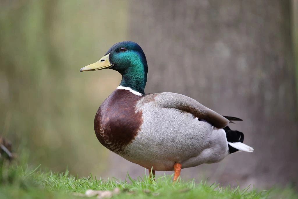 Mallard duck standing on 1 foot in nature