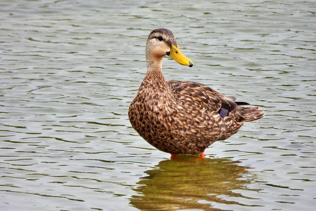 Mottled duck standing in the lake