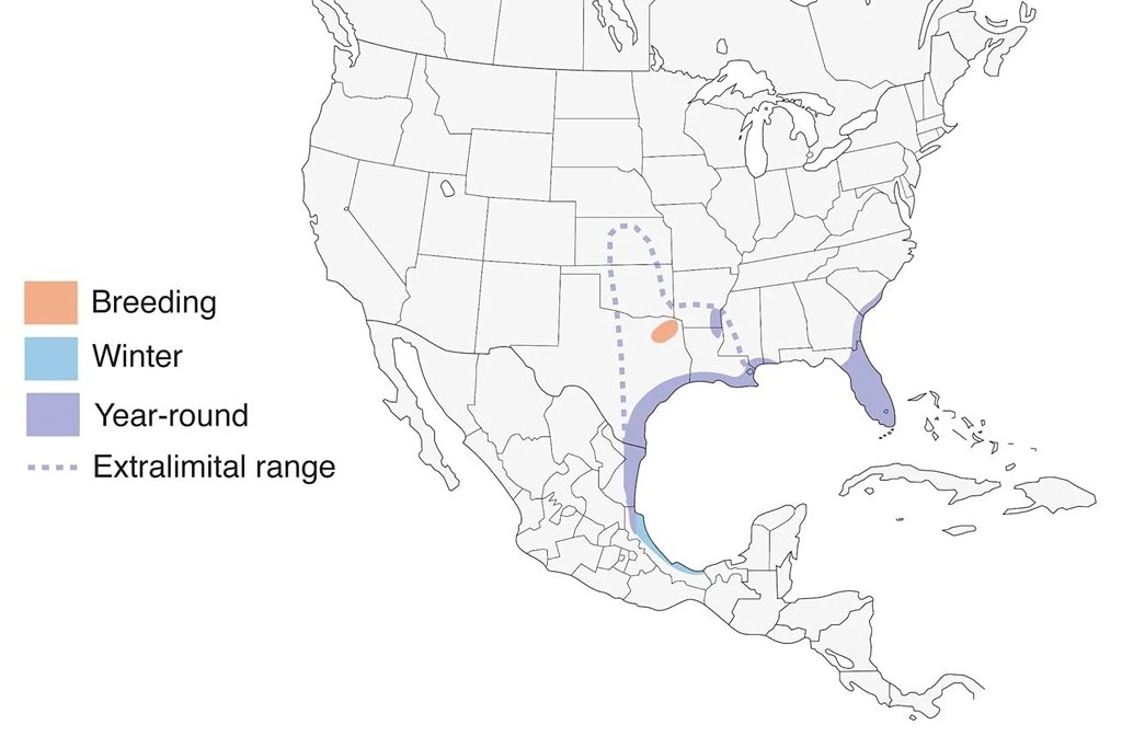 Mottled Duck Range Map