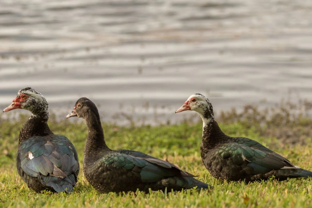 Muscovy ducks standing near the lake