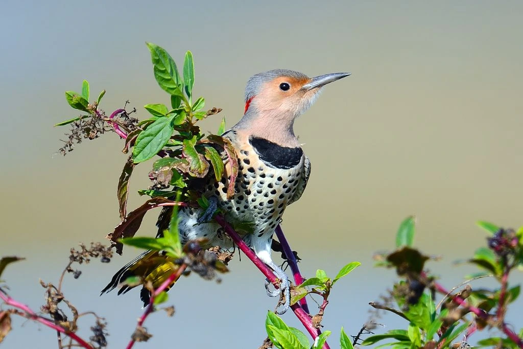 Northern Flicker resting on a stem of a plant