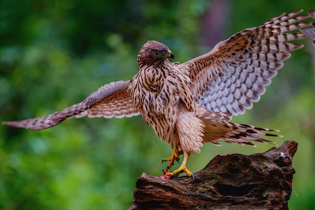 Northern Goshawk standing on a branch of a tree while preparing to fly