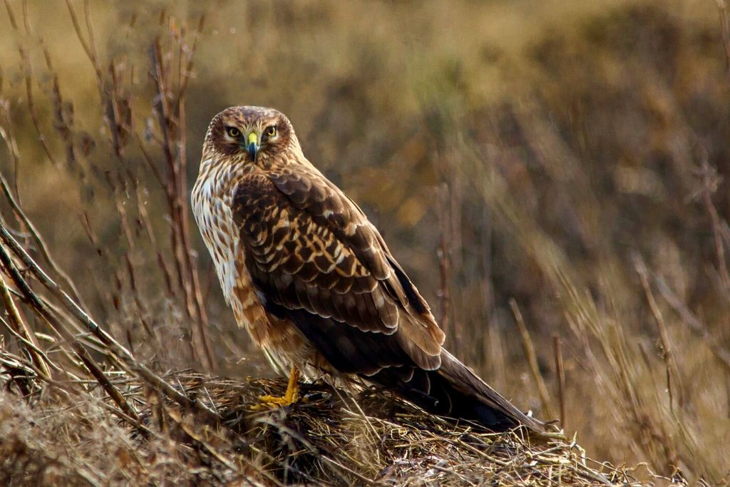 Northern Harrier standing on a nest with a blurry background