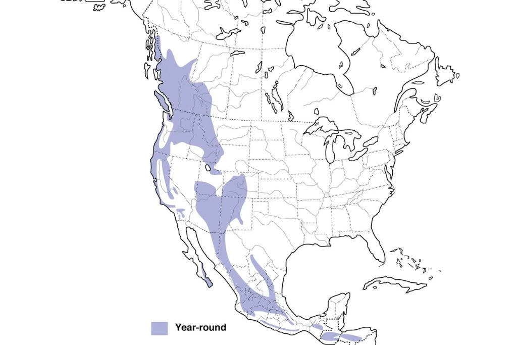 Northern Pygmy Owl Range Map