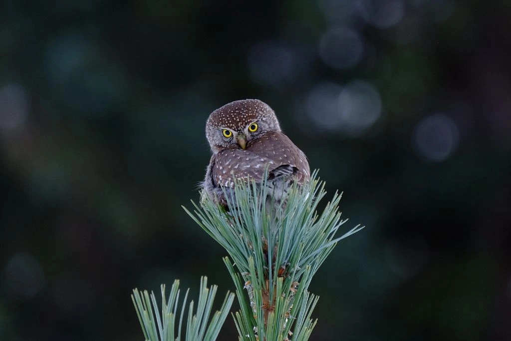 Northern Pygmy Owl resting on the branch