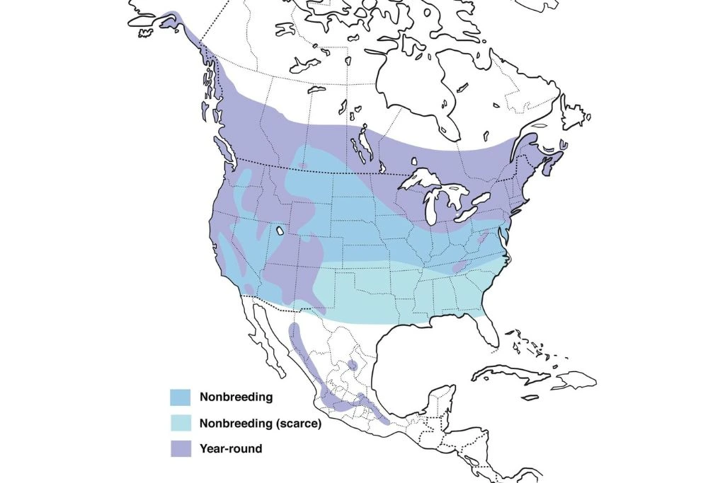 Northern Saw-Whet Owl Range Map