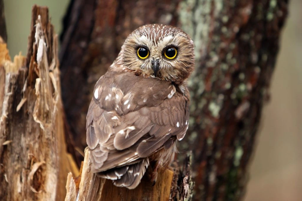 Northern Saw-Whet Owl standing on a broken tree branch