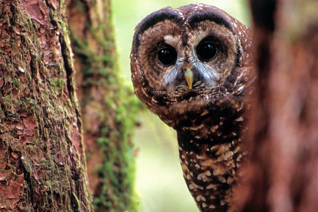 Northern Spotted Owl peaking behind the tree trunks