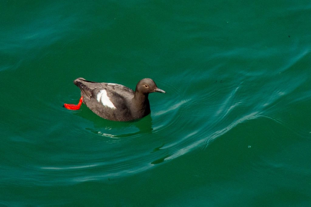Pigeon Guillemot swimming in the body of water