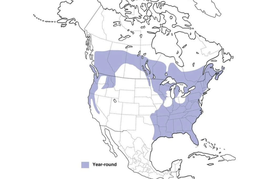 Pileated Woodpecker Range Map