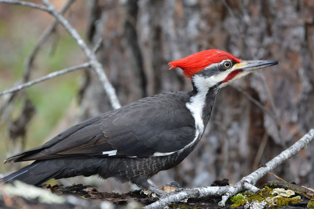 Pileated Woodpecker resting on a tree branch in an outdoor setting
