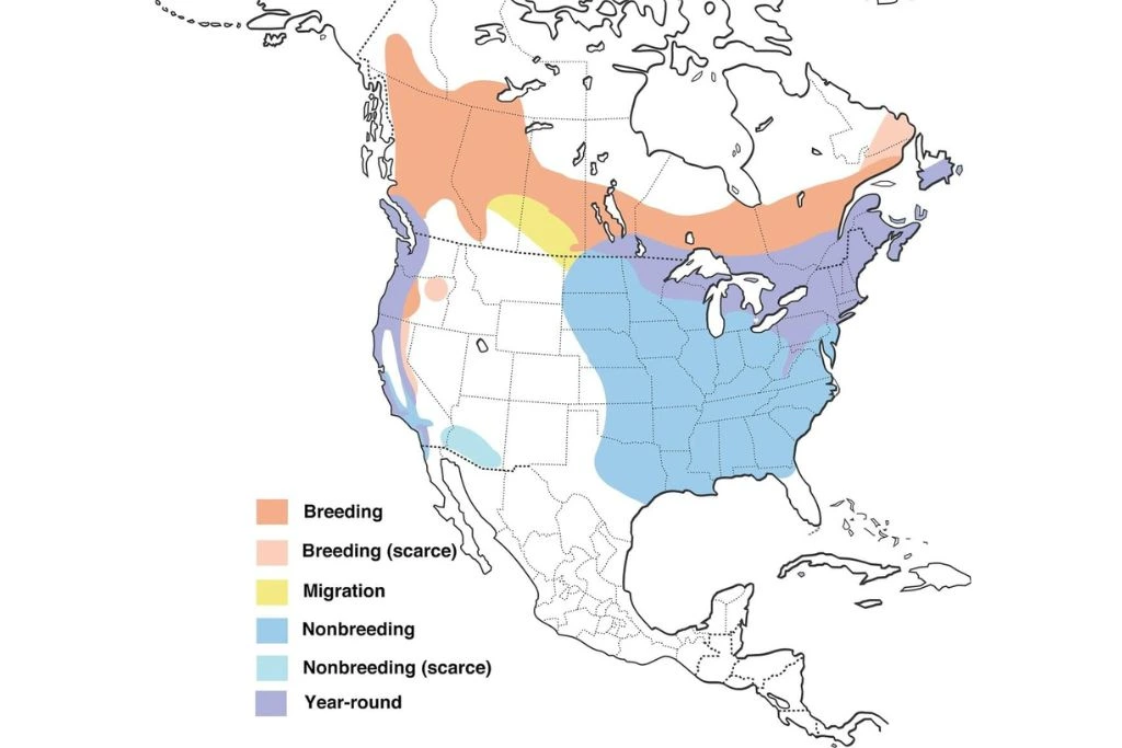 Purple Finch Range Map