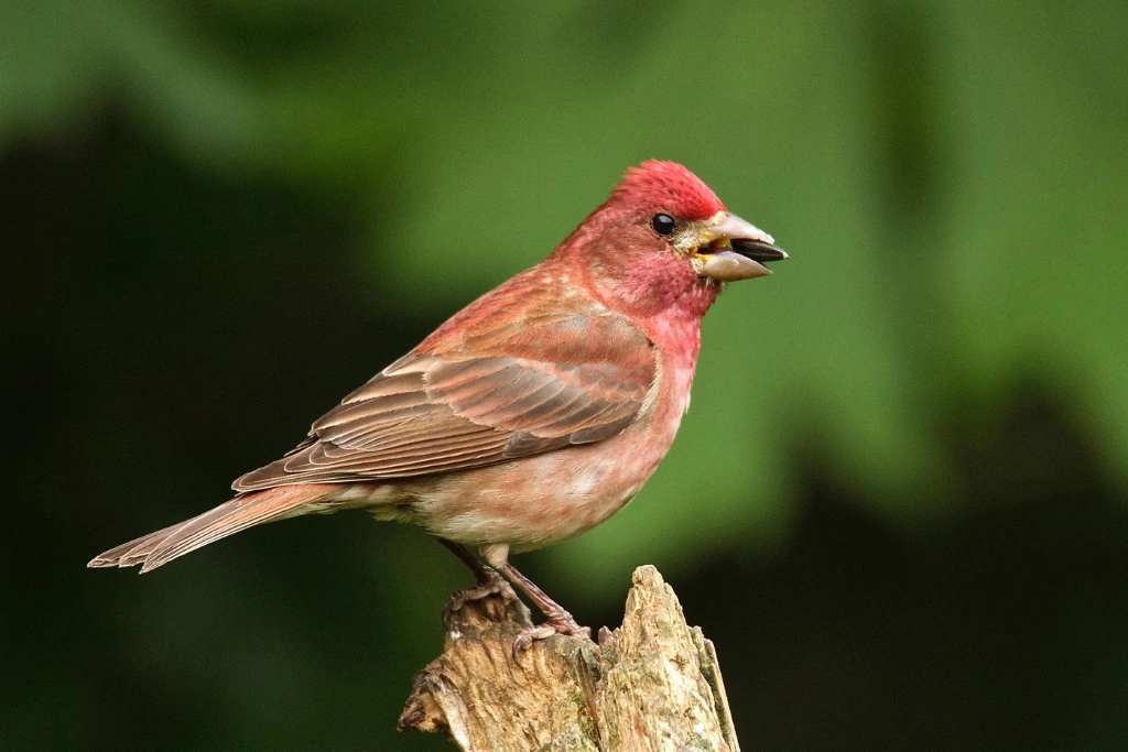 Purple Finch perched on a wood stump